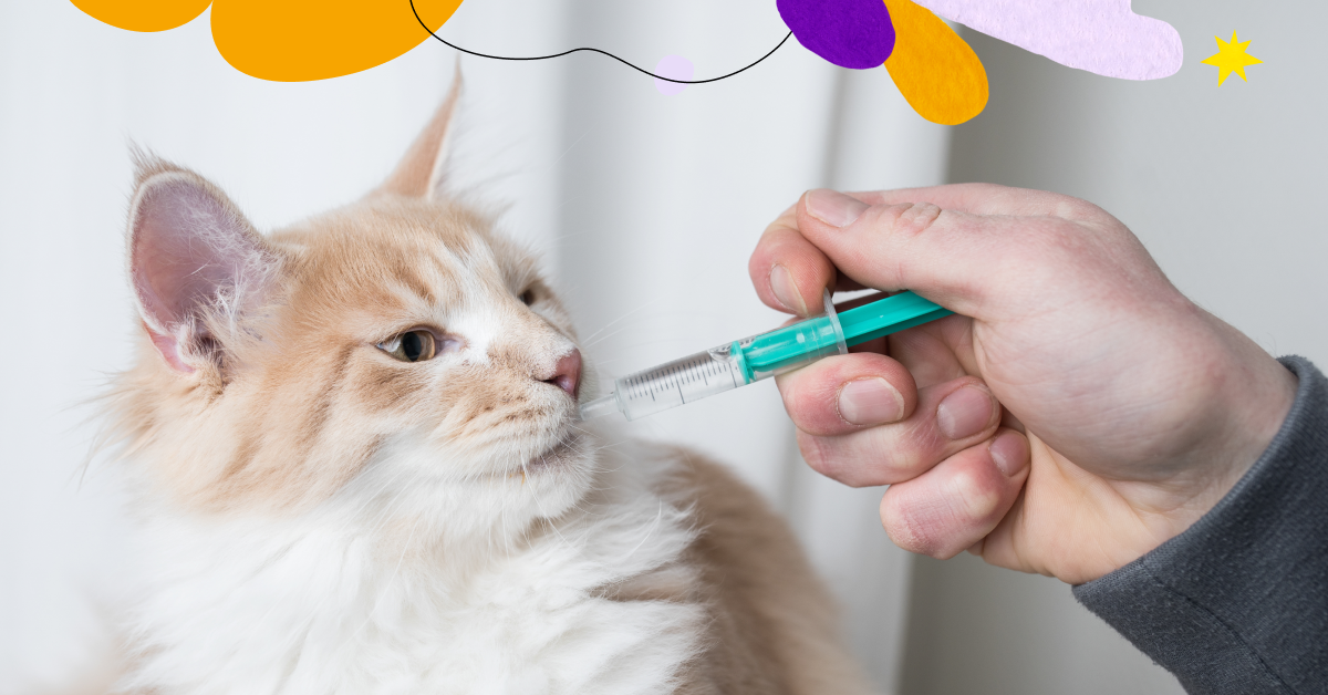 Medicine Guide Methimazole Treatment and Management for Cats